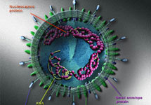 Новый коронавирус SARS. Изображение с сайта www.cell-research.com/20033/20033COVER.htm