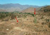 Участок в перуанской долине Санья, где около древних каналов (стрелка справа) были обнаружены 6-тысячелетние хижины (стрелка слева). Фото Тома Диллехея с сайта www.vanderbilt.edu/news/