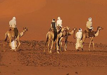 Верблюды. Фото с сайта www.sunhome.ru