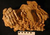 Окаменевшие останки неандертальца, заключенные в сцементировавшийся блок из песка и глины: кости левой ноги, ребра, позвонки. Экспонат из испанских пещер Эль Сидрон. Фото Antonio Rosas с сайта New Scientist