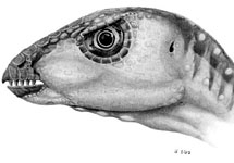 Голова Oryctodromeus cubicularis. Реконструкция Lee Hall at Montana State University