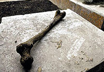 Кость, найденная возле могилы в Химках. Фото "Новых Известий"