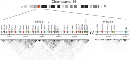 Геномная область, связанная с гиперосмией к IVA. Иллюстрация с сайта biology.plosjournals.org
