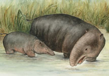 Moeritherium - отдаленные предки современных слонов. Изображение Luci Betti-Nash, Stony Brook University/PNAS с сайта National Geographic News