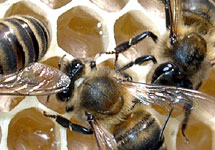 Пчелы. Фото с сайта http://curiousexpeditions.org/