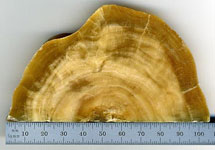 Сечение сталактита из карстовой пещеры Сорек. Сталактит состоит из кальцита и других минералов, принесенных водой. Фото с сайта www.news.wisc.edu