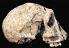 1,8-миллионолетний череп из Грузии. Фото с сайта www.independent.co.uk