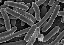 Кишечная палочка E. coli. Фото science.ng.ru