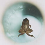 Фото левитирующей лягушки с сайта www.hfml.sci.kun.nl/froglev.html