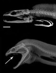 Рентгеновские снимки, демонстрирующие способ питания описываемых мурен. В нормальном положении глоточных челюстей (вверху), и в процессе захвата и поглощения добычи (внизу). Фото: Rita Mehta, UC Davis