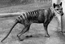 Последний сумчатый волк умер в австралийском зоопарке в 1936 году. Фото PLoS с сайта Nature.com