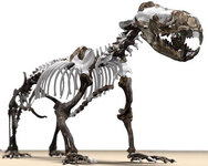 Реконструированный скелет ископаемого тюленя. Изображение: Alex Tirabasso / Canadian Museum of Nature с сайта BBC News