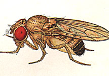 Drosophila melanogaster. Изображение с сайта flybase.net