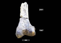 Самые старые человеческие кости из Эфиопии. Фото с сайта www.utah.edu