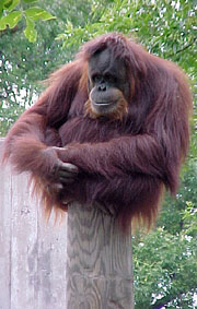 Задумчивый орангутанг на столбе. Фото с сайта www.kaszeta.org
