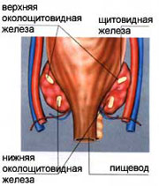 Расположение околощитовидных желез. Иллюстрация с сайта www.galka.ru/articles/68/0/410/endokrinnaya-sistema.html